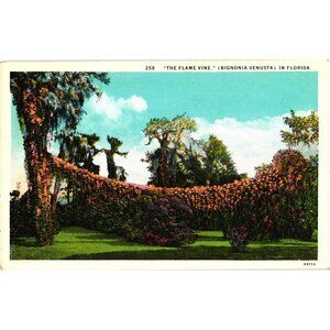 The Flame Vine Florida Postcard Vintage Linen Nature Landscape Unused